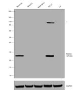 RAB3A Antibody in Western Blot (WB)