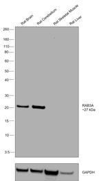 RAB3A Antibody in Western Blot (WB)