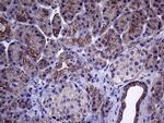 GLS2 Antibody in Immunohistochemistry (Paraffin) (IHC (P))