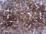 SYNC Antibody in Immunohistochemistry (Paraffin) (IHC (P))