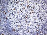 MEIS1 Antibody in Immunohistochemistry (Paraffin) (IHC (P))