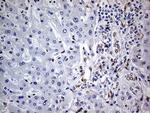 MEIS1 Antibody in Immunohistochemistry (Paraffin) (IHC (P))