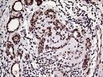 HOXD9 Antibody in Immunohistochemistry (Paraffin) (IHC (P))