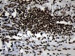 HOXC4 Antibody in Immunohistochemistry (Paraffin) (IHC (P))