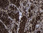 HOXC4 Antibody in Immunohistochemistry (Paraffin) (IHC (P))