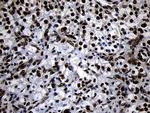 HOXC4 Antibody in Immunohistochemistry (Paraffin) (IHC (P))