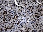 HOXC4 Antibody in Immunohistochemistry (Paraffin) (IHC (P))