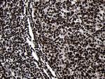 HOXC4 Antibody in Immunohistochemistry (Paraffin) (IHC (P))