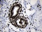 HOXC4 Antibody in Immunohistochemistry (Paraffin) (IHC (P))