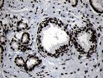 HOXC4 Antibody in Immunohistochemistry (Paraffin) (IHC (P))