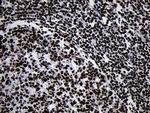 HOXC4 Antibody in Immunohistochemistry (Paraffin) (IHC (P))