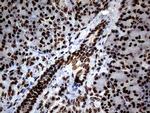 SH3BGRL Antibody in Immunohistochemistry (Paraffin) (IHC (P))