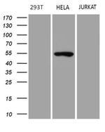 TRIP13 Antibody in Western Blot (WB)