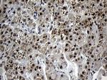 AGPAT9 Antibody in Immunohistochemistry (Paraffin) (IHC (P))