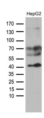 AGPAT9 Antibody in Western Blot (WB)