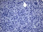 PDCL3 Antibody in Immunohistochemistry (Paraffin) (IHC (P))