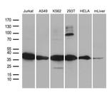 PDCL3 Antibody in Western Blot (WB)