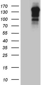 USP40 Antibody in Western Blot (WB)