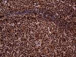 TALDO1 Antibody in Immunohistochemistry (Paraffin) (IHC (P))