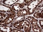 TALDO1 Antibody in Immunohistochemistry (Paraffin) (IHC (P))