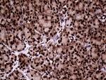 TALDO1 Antibody in Immunohistochemistry (Paraffin) (IHC (P))