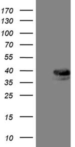 TALDO1 Antibody in Western Blot (WB)