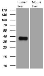 TALDO1 Antibody in Western Blot (WB)