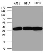 TALDO1 Antibody in Western Blot (WB)