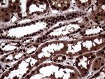 TALDO1 Antibody in Immunohistochemistry (Paraffin) (IHC (P))