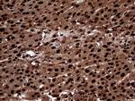 TALDO1 Antibody in Immunohistochemistry (Paraffin) (IHC (P))