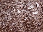 TALDO1 Antibody in Immunohistochemistry (Paraffin) (IHC (P))