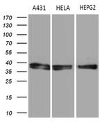 TALDO1 Antibody in Western Blot (WB)