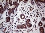 JIP1 Antibody in Immunohistochemistry (Paraffin) (IHC (P))