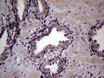 JIP1 Antibody in Immunohistochemistry (Paraffin) (IHC (P))