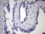 JIP1 Antibody in Immunohistochemistry (Paraffin) (IHC (P))