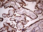 SEMA3D Antibody in Immunohistochemistry (Paraffin) (IHC (P))