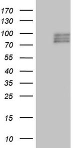 SEMA3D Antibody in Western Blot (WB)