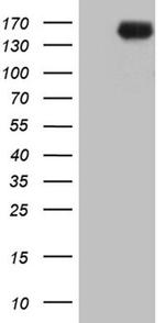 INPP5F Antibody in Western Blot (WB)