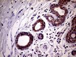 PCMT1 Antibody in Immunohistochemistry (Paraffin) (IHC (P))