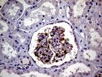 PCMT1 Antibody in Immunohistochemistry (Paraffin) (IHC (P))