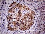 PCMT1 Antibody in Immunohistochemistry (Paraffin) (IHC (P))