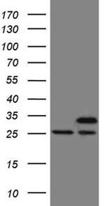 PCMT1 Antibody in Western Blot (WB)