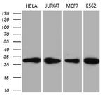 PCMT1 Antibody in Western Blot (WB)