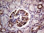 PCMT1 Antibody in Immunohistochemistry (Paraffin) (IHC (P))