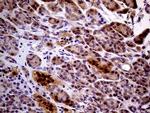 PCMT1 Antibody in Immunohistochemistry (Paraffin) (IHC (P))