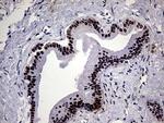 ELF3 Antibody in Immunohistochemistry (Paraffin) (IHC (P))