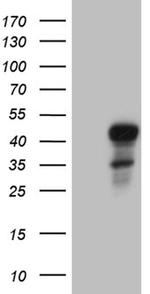 ELF3 Antibody in Western Blot (WB)