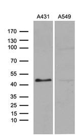 ELF3 Antibody in Western Blot (WB)