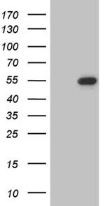 LSM11 Antibody in Western Blot (WB)