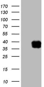 STC1 Antibody in Western Blot (WB)